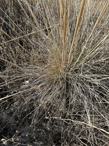 Image of Festuca californica by no rights reserved