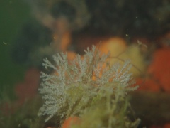 Crisularia turrita