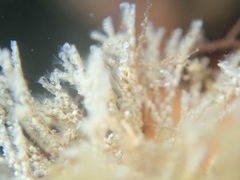 Crisularia turrita