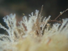Crisularia turrita