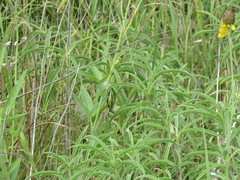 Desmodium illinoense