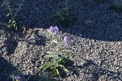 Solanum elaeagnifolium