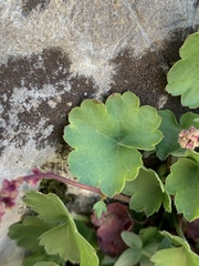 Heuchera rubescens