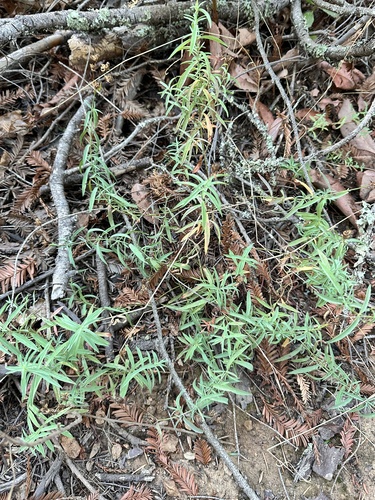 Image of Hypericum concinnum by no rights reserved