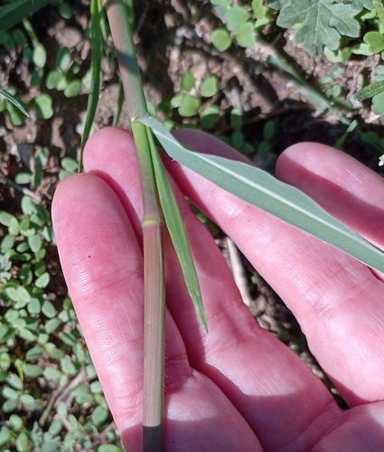 Panicum coloratum