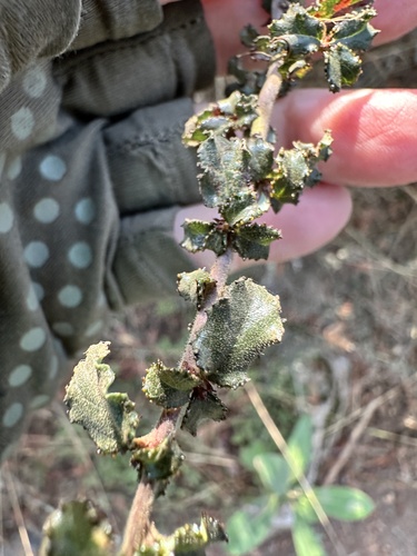 Image of Ceanothus foliosus by no rights reserved