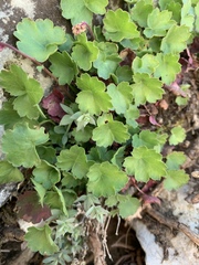 Heuchera rubescens
