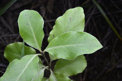 Pittosporum tenuifolium