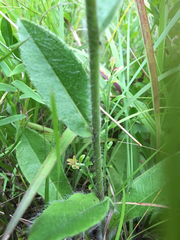 Hieracium scabrum