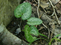 Hexastylis virginica