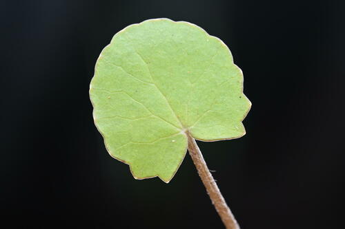 Centella (Centella uniflora) · iNaturalist