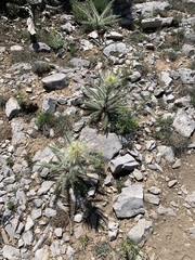 Cirsium eatonii clokeyi
