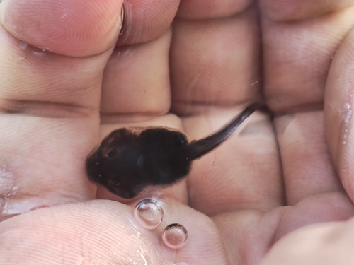 Juliaca Four-eyed Frog, Pleurodema cinereum