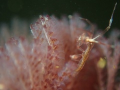 Caprella penantis