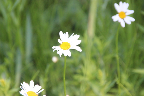 oxeye daisy