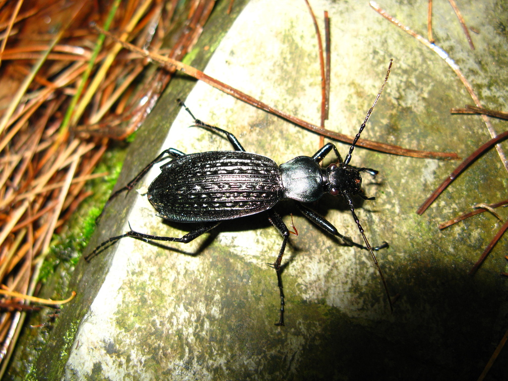 Carabus yuae