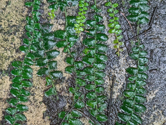 Marcgravia rectiflora, photograph (c) Zac Peterson, some rights reserved (CC BY)