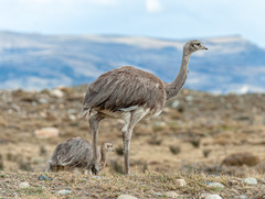 Lesser Rhea photo 5