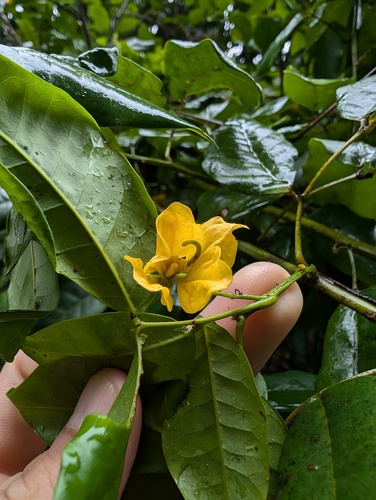 Senna nitida, photograph 4