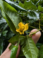 Senna nitida, photograph (c) Zac Peterson, some rights reserved (CC BY)