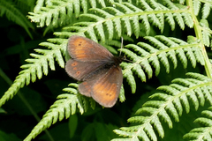 Erebia epiphron