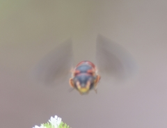 Dianthidium floridiense