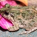 Cricket Frogs - Photo (c) Thomas Brown, some rights reserved (CC BY-NC), uploaded by kogia