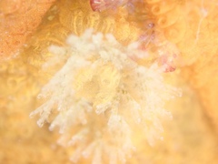Crisularia turrita