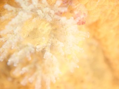 Crisularia turrita