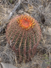 Ferocactus pilosus