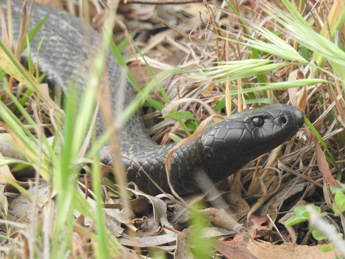 Blue-bellied Black Snake sighting