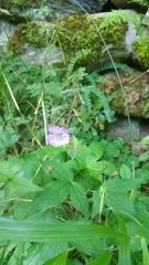 Geranium sylvaticum