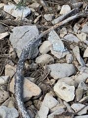 Icaricia icarioides austinorum