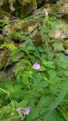 Geranium sylvaticum