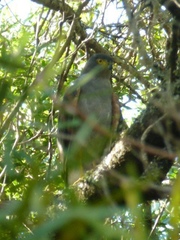 Accipiter bicolor