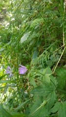 Geranium sylvaticum