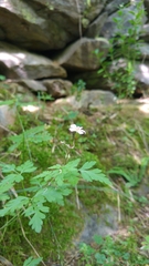 Geranium sylvaticum