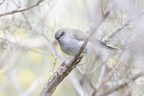 gray gerygone (Gerygone igata)