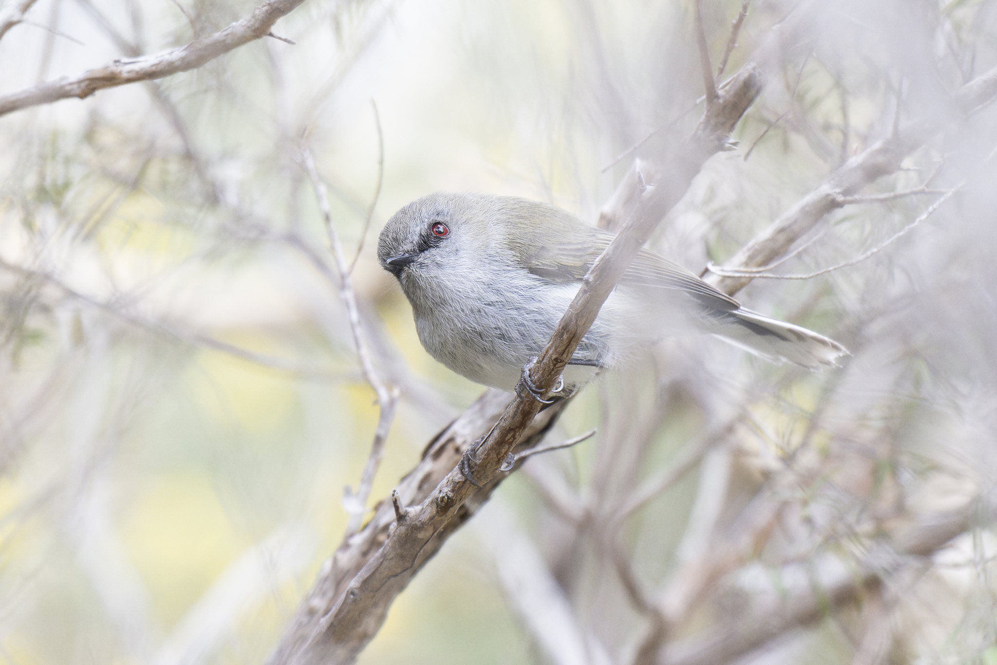 Grey Gerygone illustration