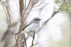 Grey Gerygone photo 4