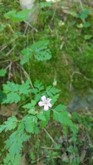 Geranium sylvaticum