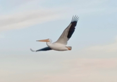 iNaturalist observation photo of American White Pelican