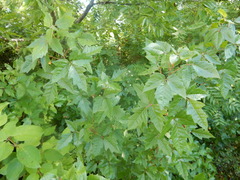 Toxicodendron radicans verrucosum
