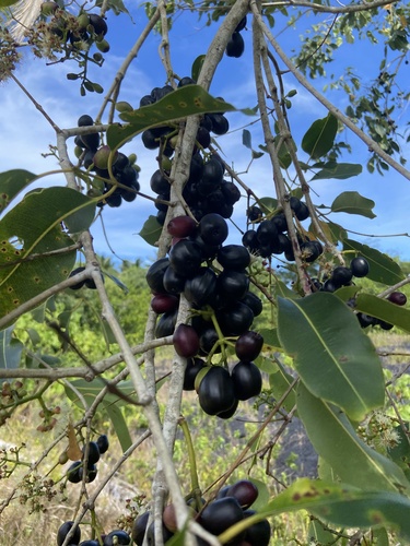 Syzygium cumini observed 2024-10-11