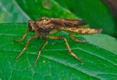 Asilus sericeus