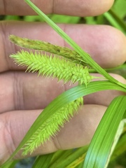 Carex comosa