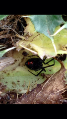 Latrodectus hesperus