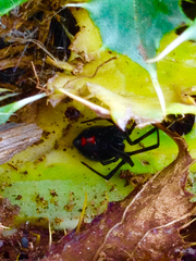 Latrodectus hesperus