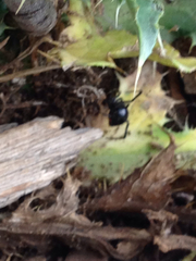 Latrodectus hesperus