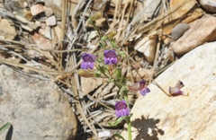 Penstemon roezlii